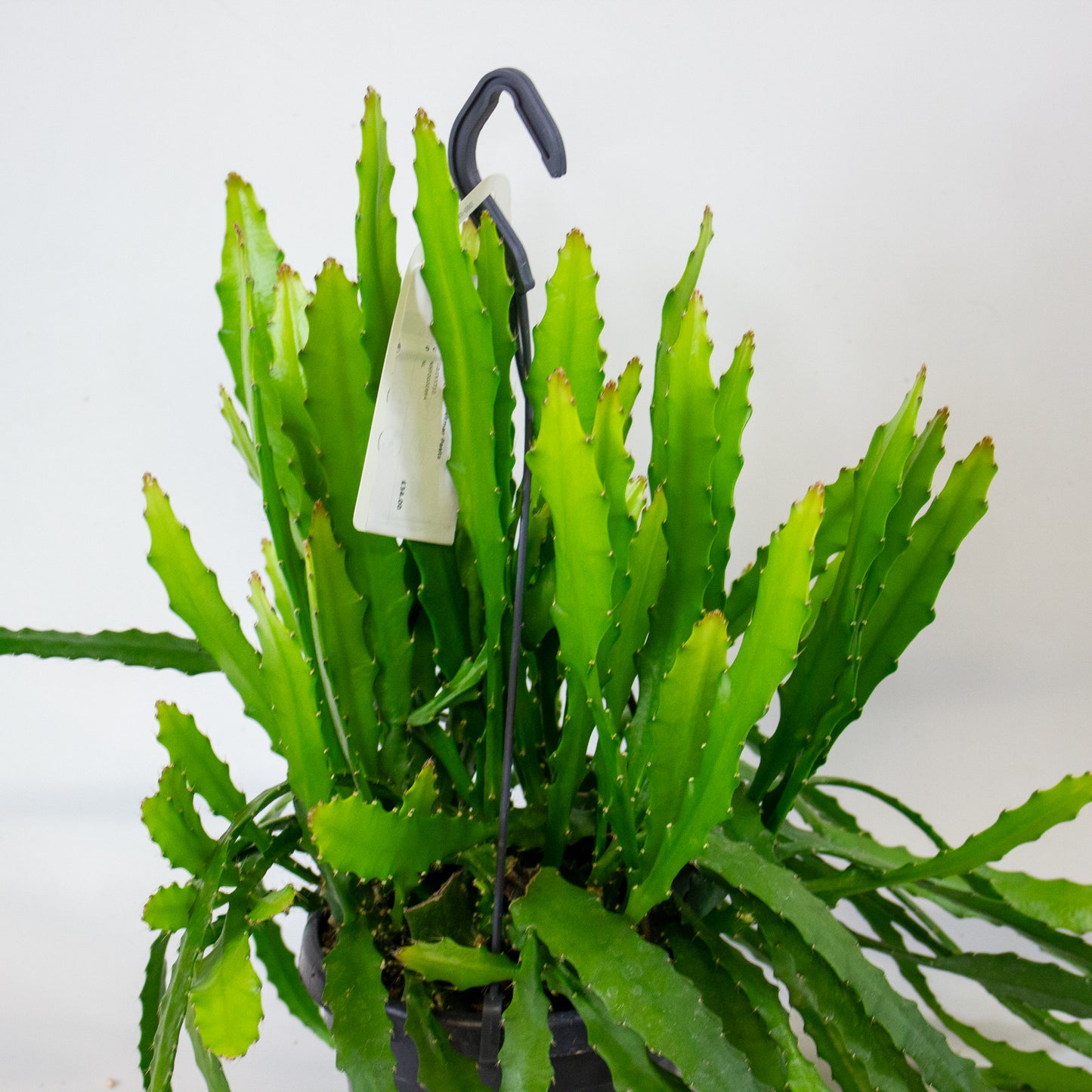 Epiphyllum Dietmar Paetz 14cm H35cm