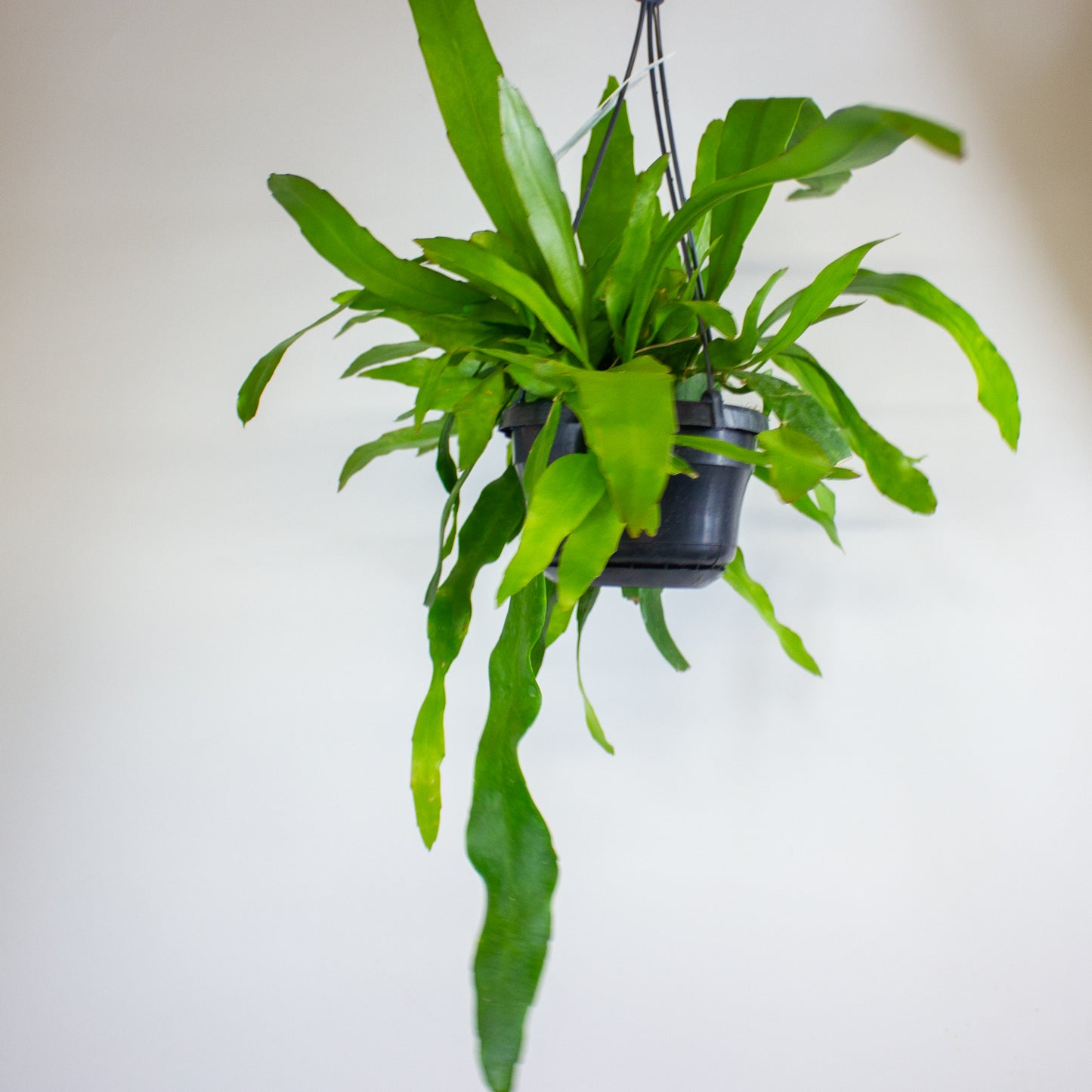Epiphyllum pumilum 14cm H40cm