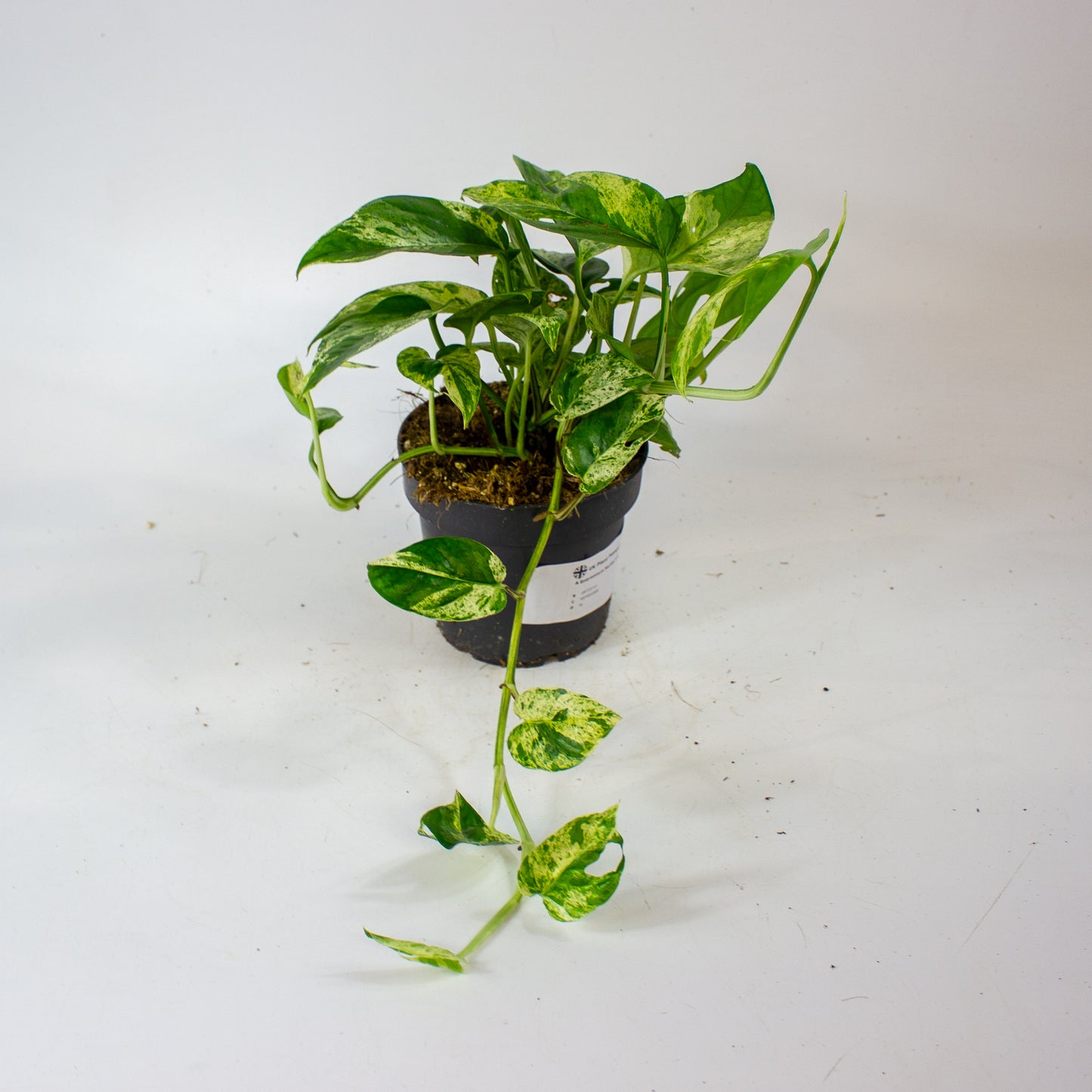 Epipremnum Marble king 12cm H20cm