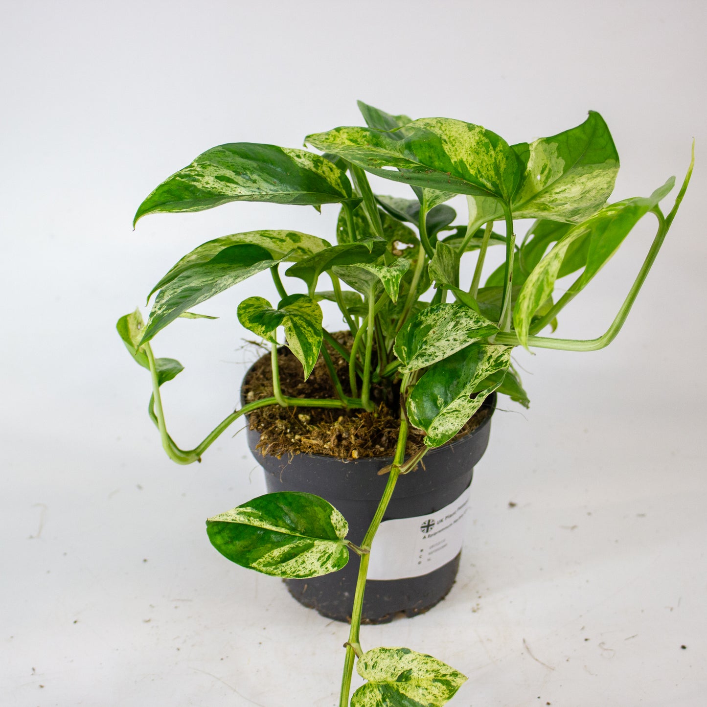 Epipremnum Marble king 12cm H20cm