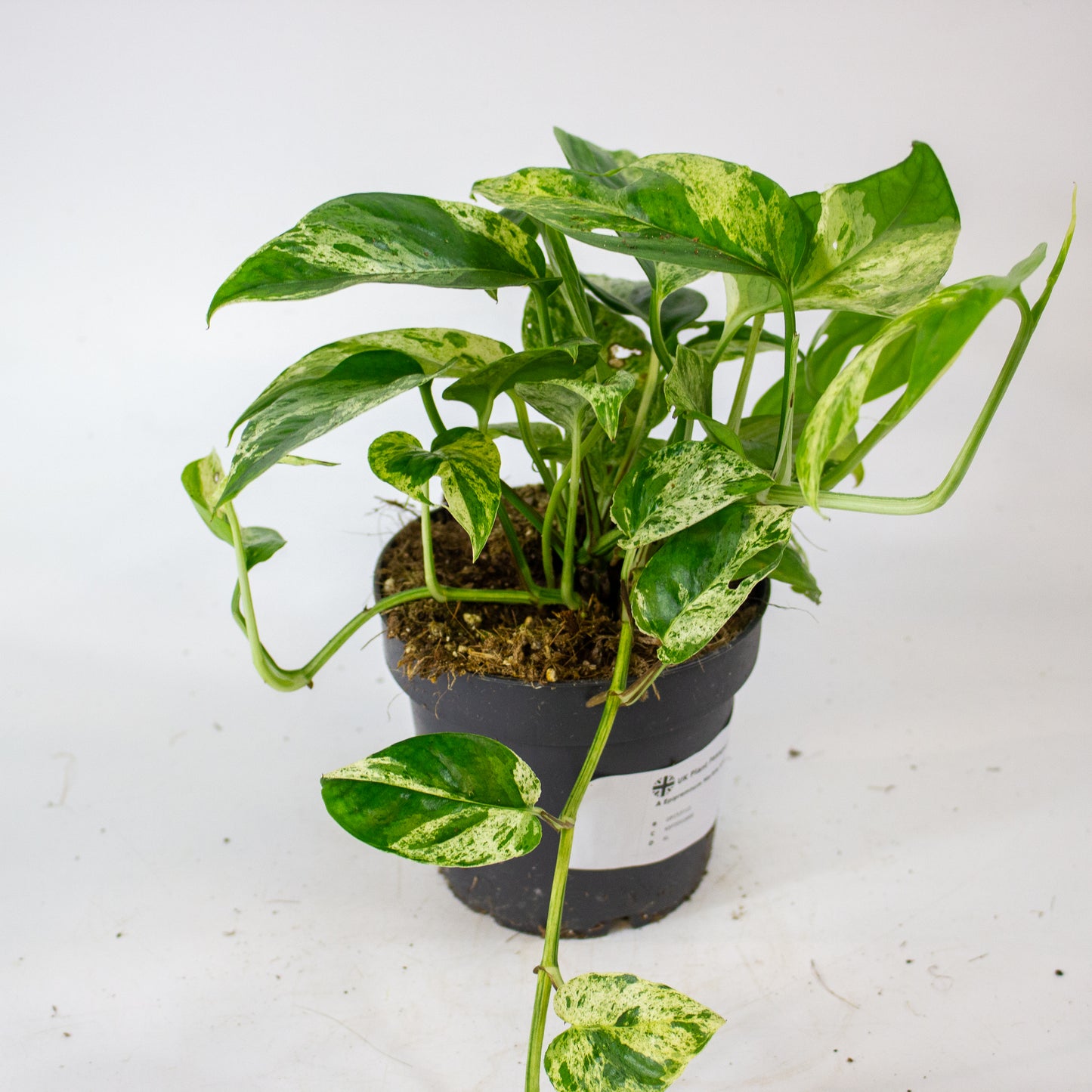 Epipremnum Marble king 12cm H20cm