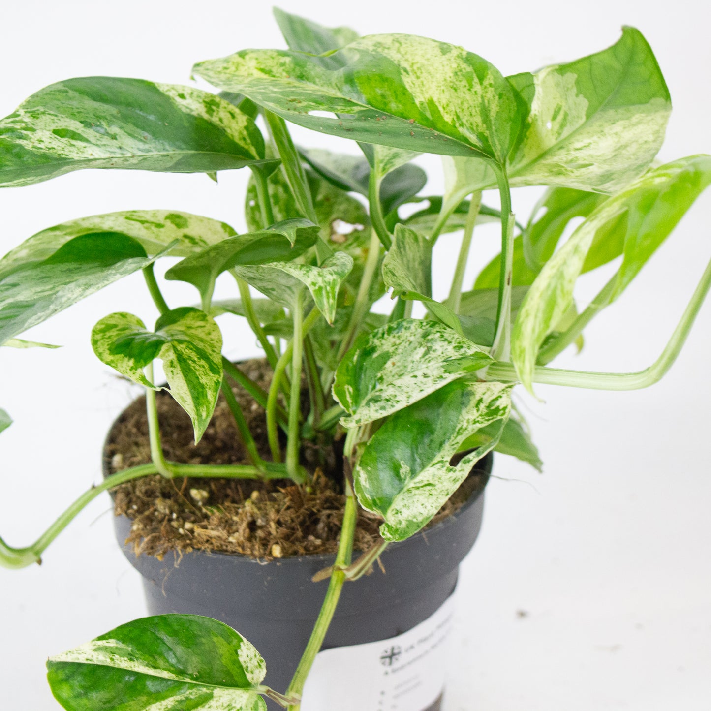 Epipremnum Marble king 12cm H20cm