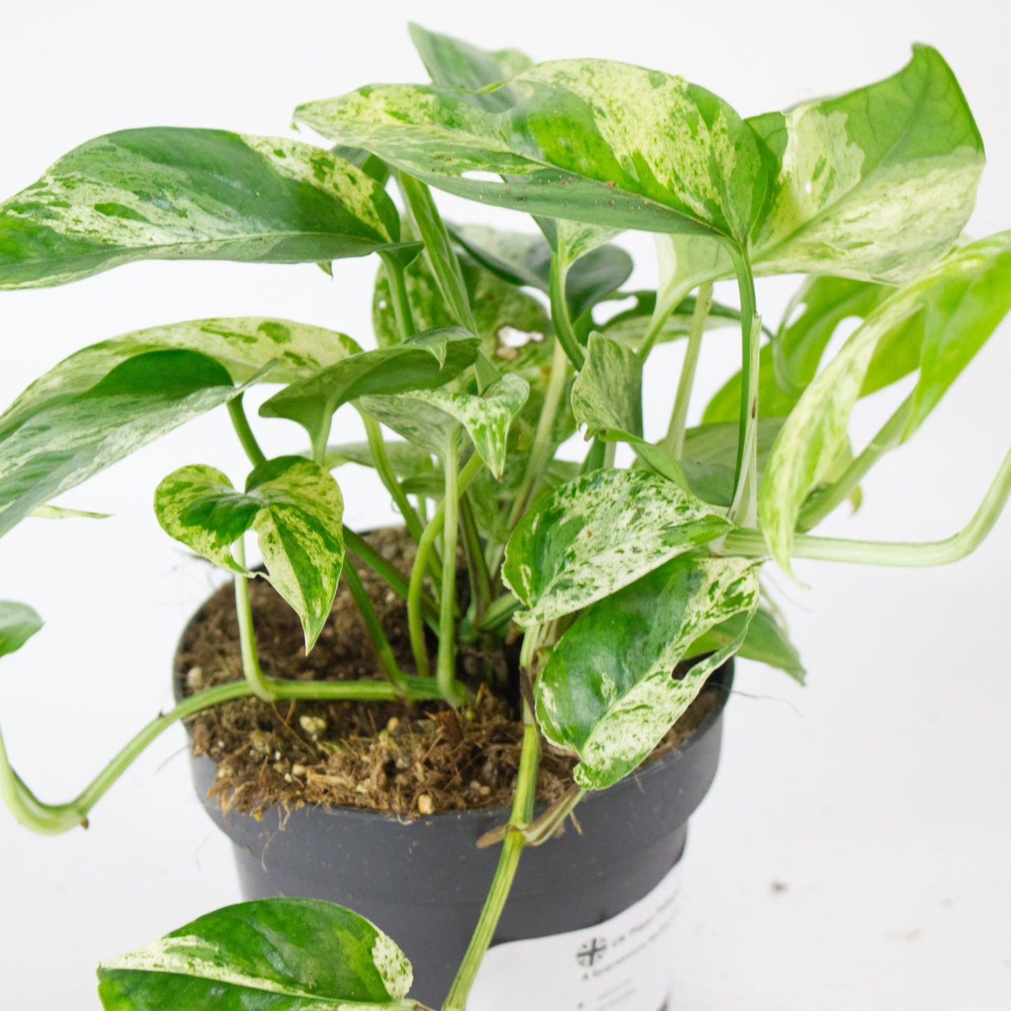 Epipremnum Marble king 12cm H20cm