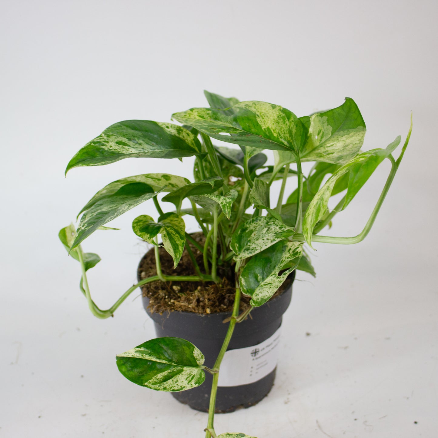 Epipremnum Marble king 12cm H20cm