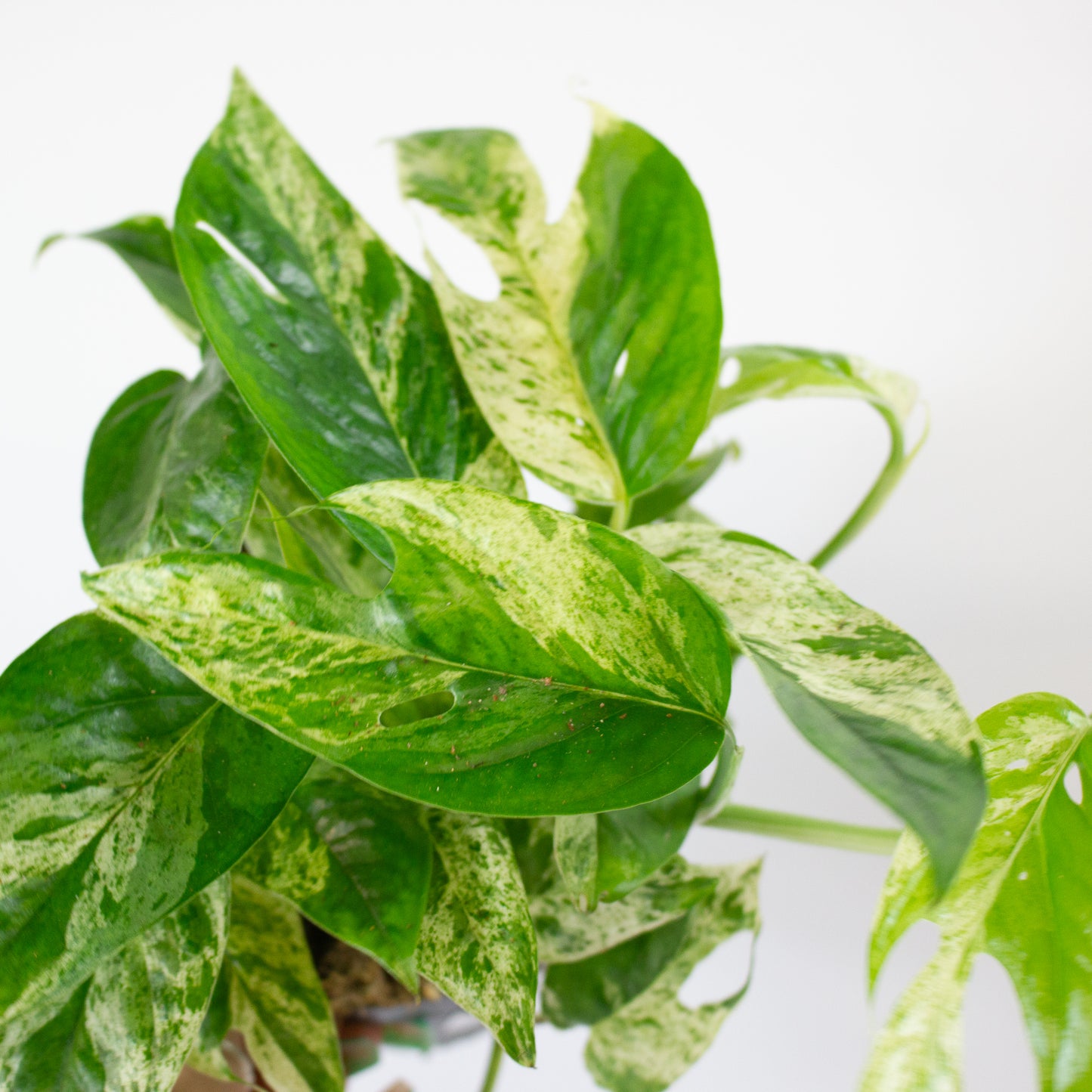 Epipremnum Marble king 12cm H20cm