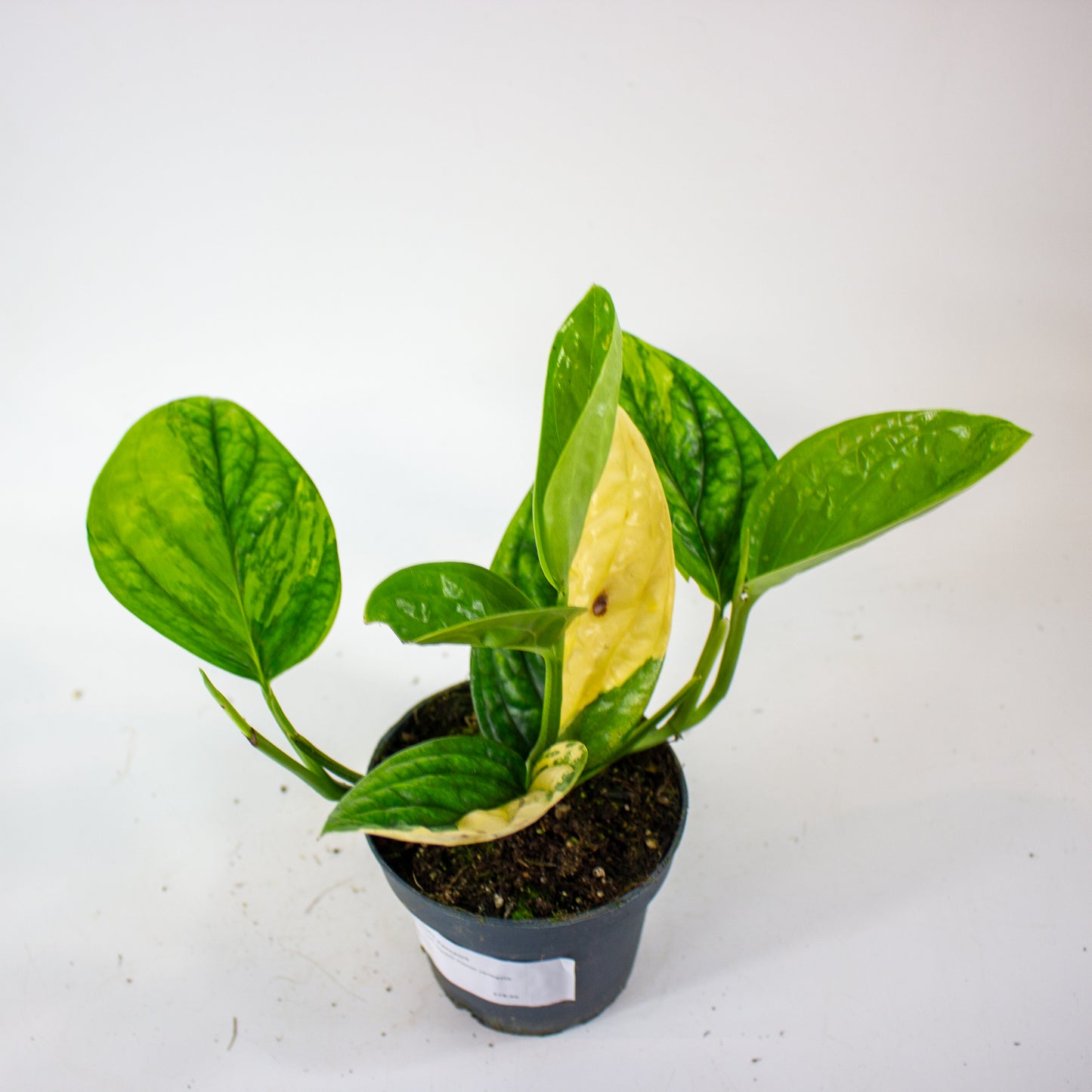 Epipremnum 'Marble Planet variegata' 12cm H25cm