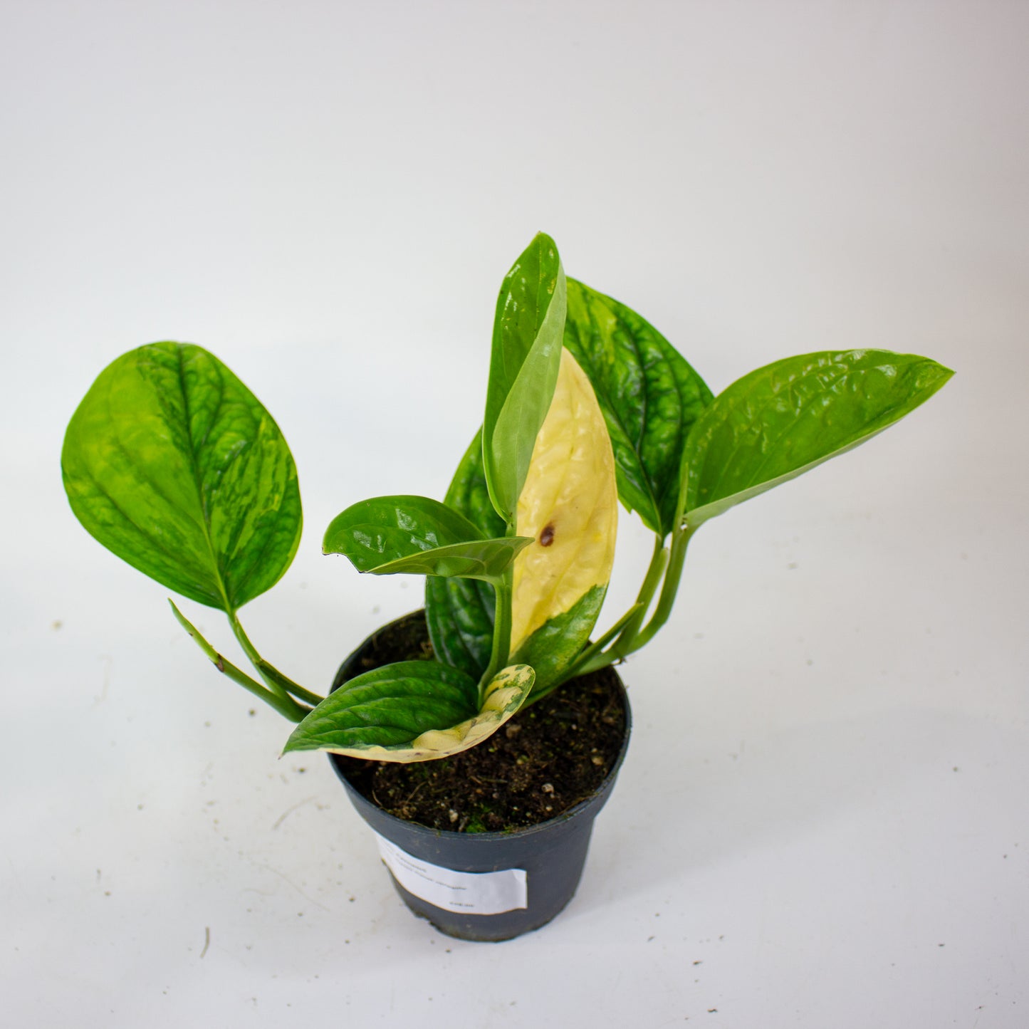 Epipremnum 'Marble Planet variegata' 12cm H25cm