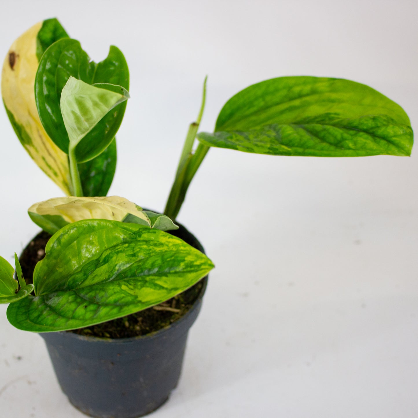 Epipremnum 'Marble Planet variegata' 12cm H25cm