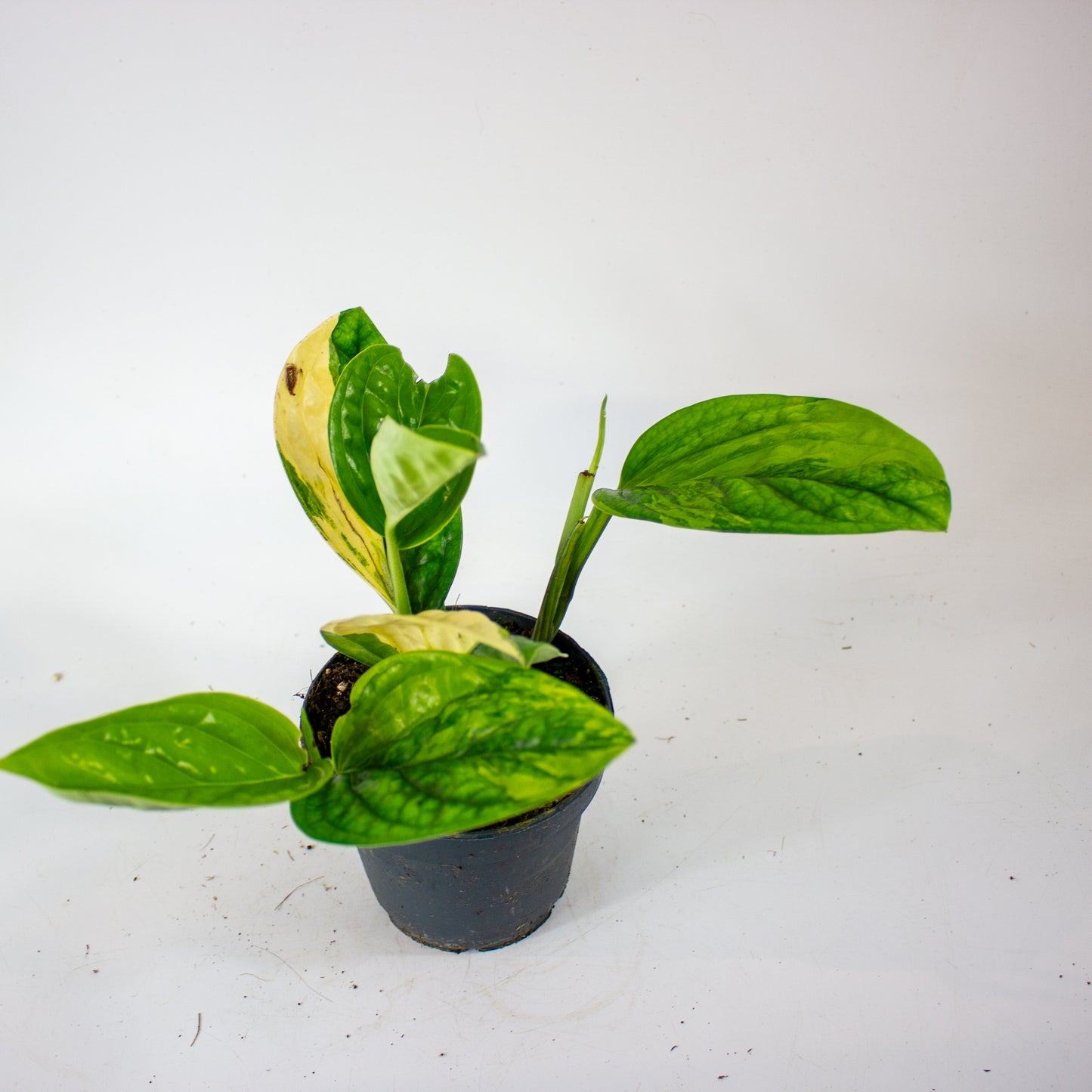 Epipremnum 'Marble Planet variegata' 12cm H25cm