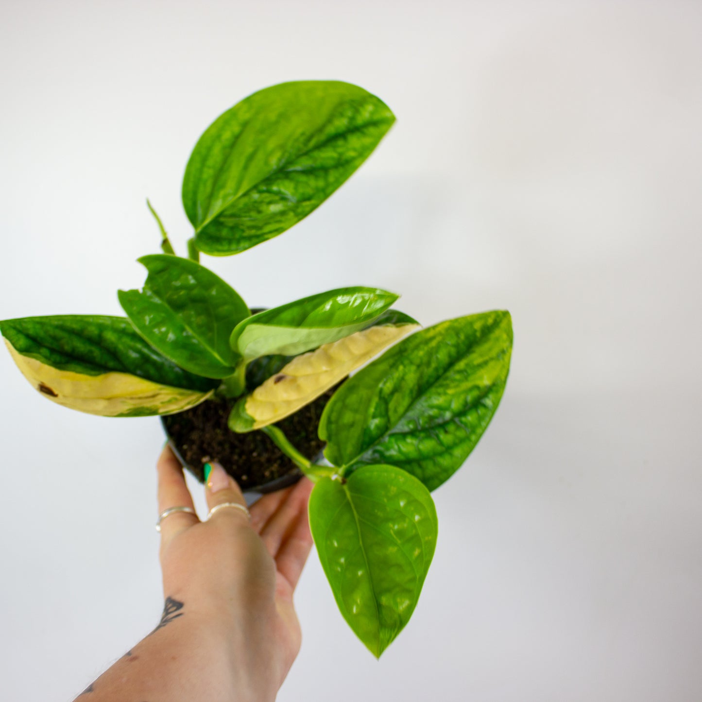 Epipremnum 'Marble Planet variegata' 12cm H25cm