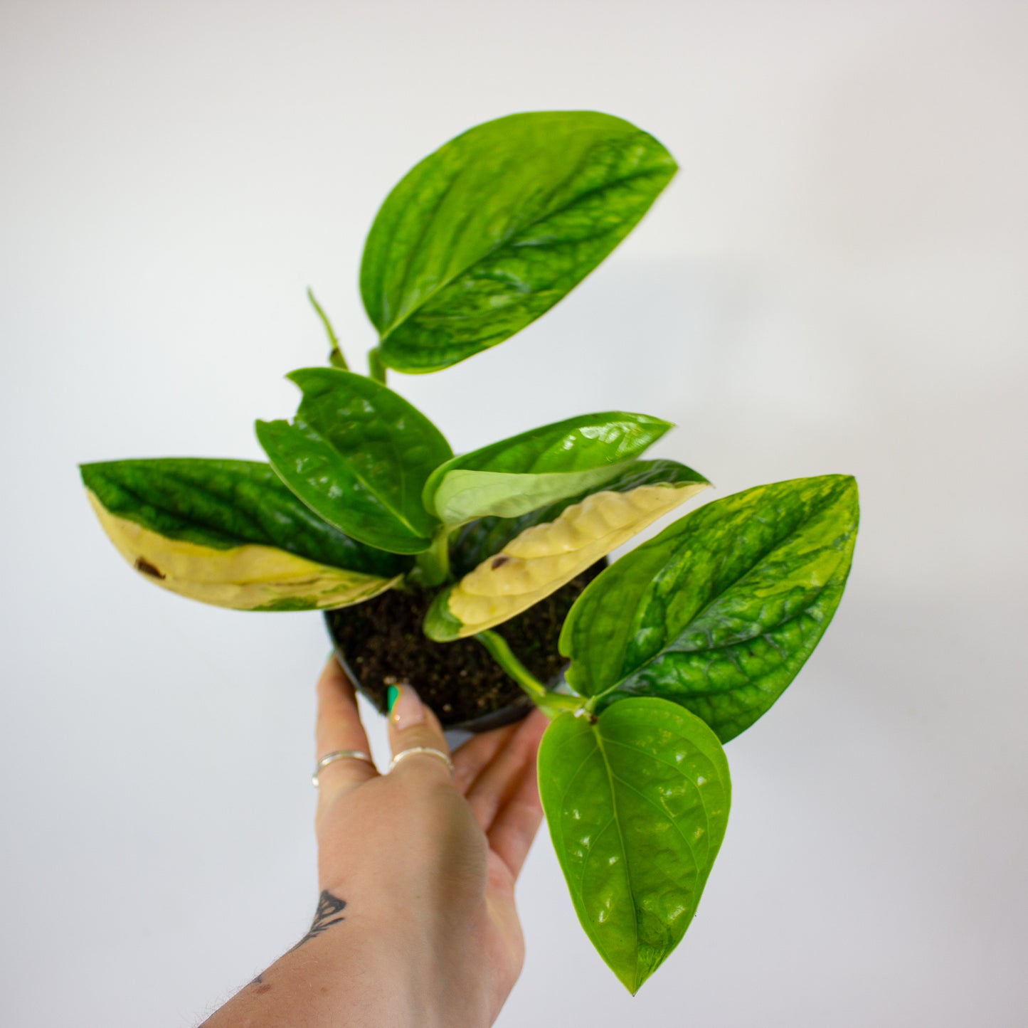 Epipremnum 'Marble Planet variegata' 12cm H25cm