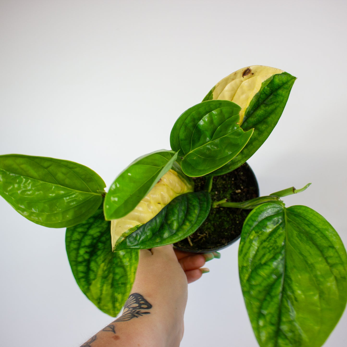 Epipremnum 'Marble Planet variegata' 12cm H25cm