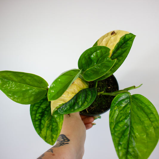 Epipremnum 'Marble Planet variegata 1