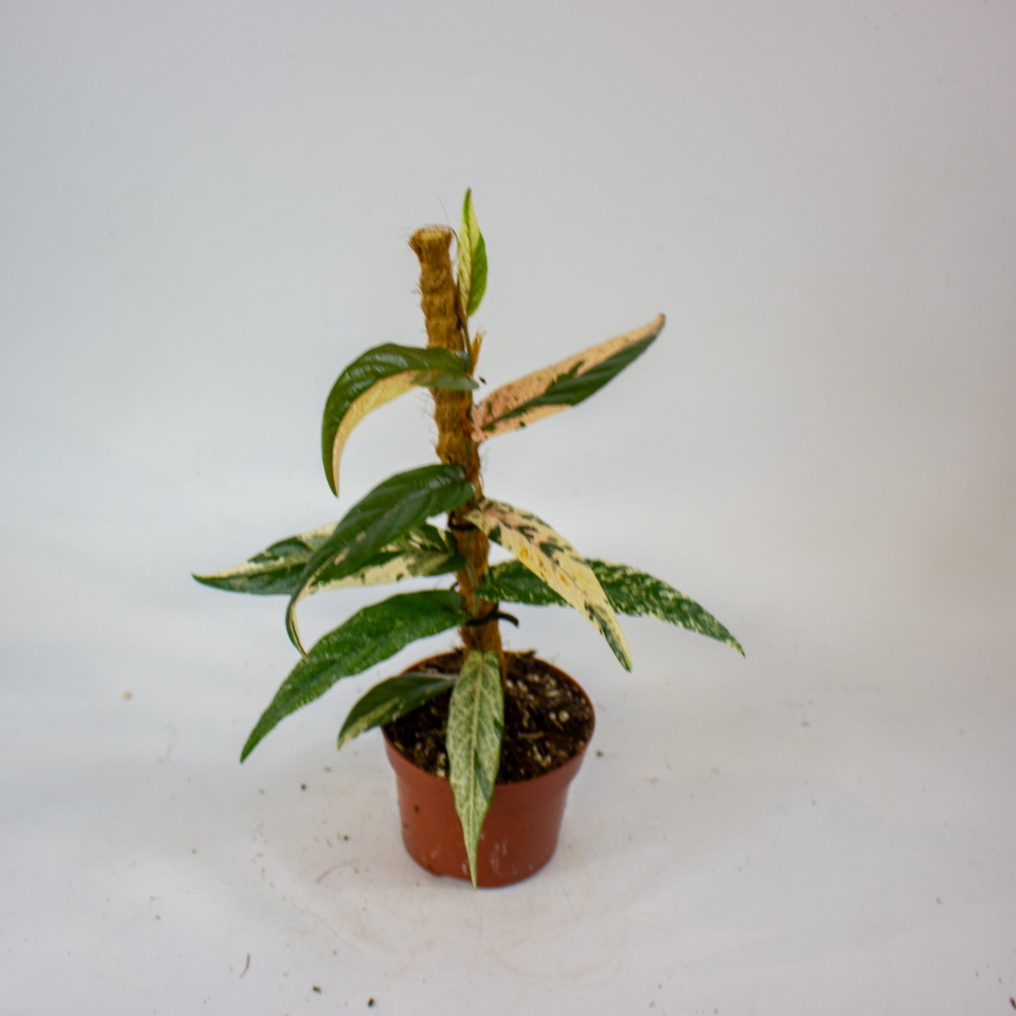 Ficus Sagittata Variegata Pink 9cm H20cm