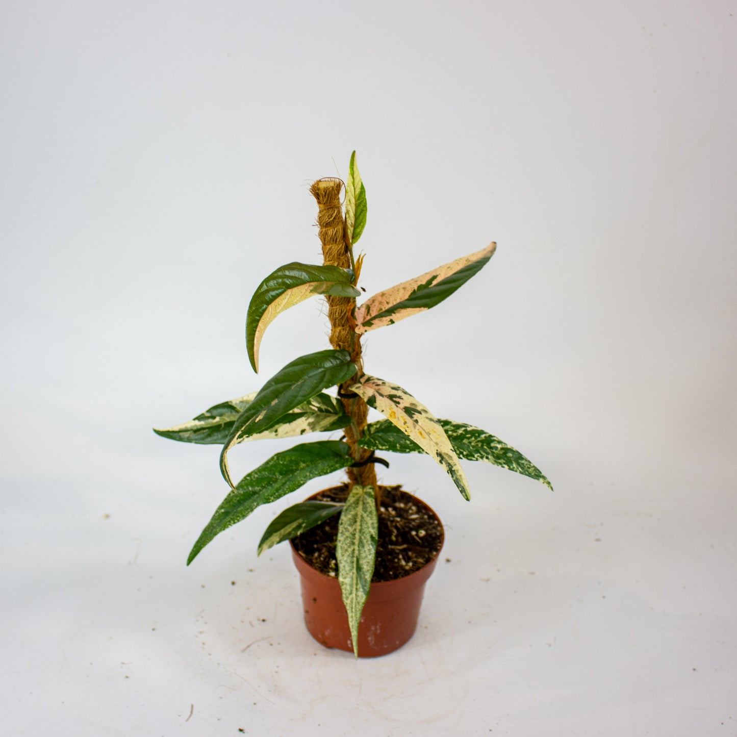 Ficus Sagittata Variegata Pink 9cm H20cm
