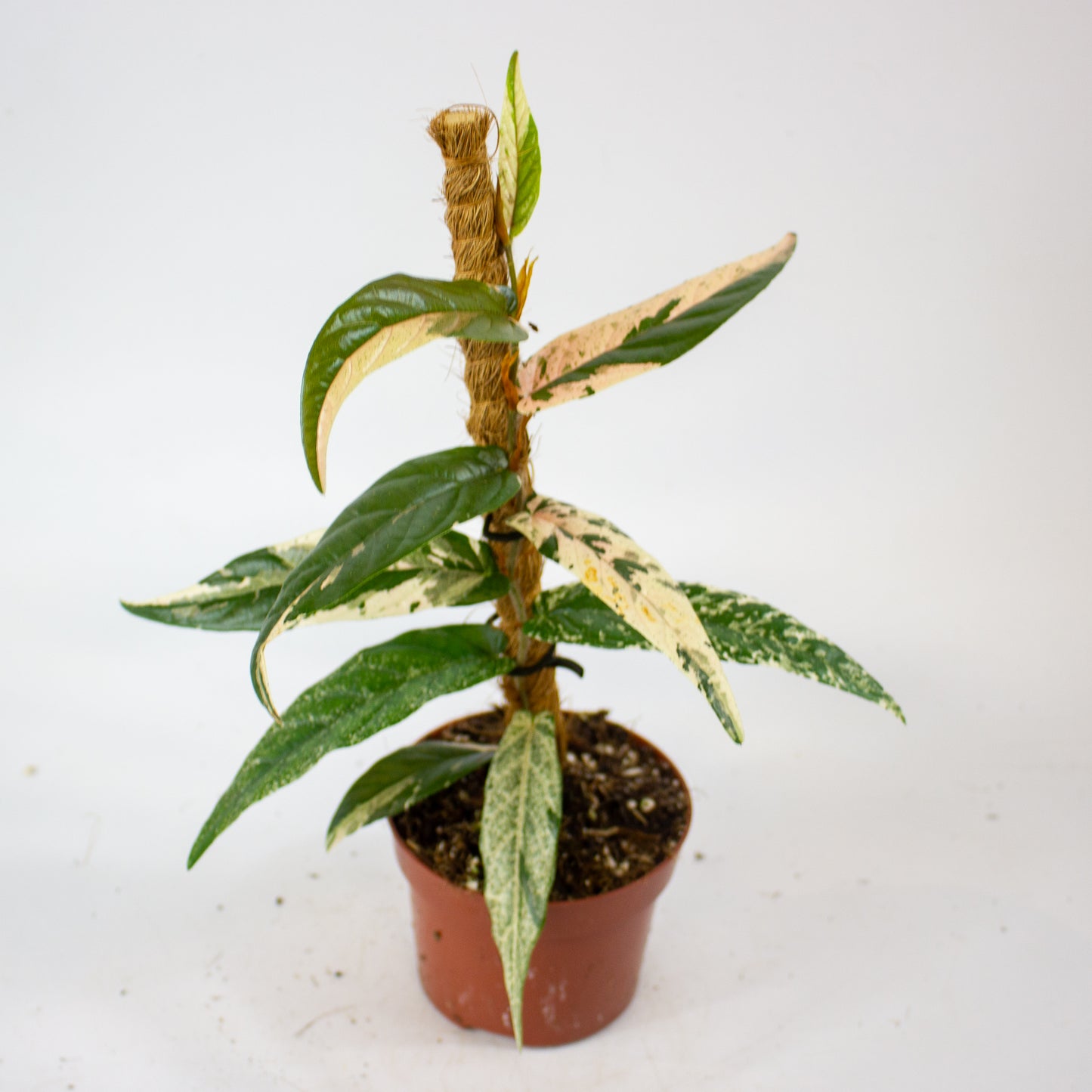 Ficus Sagittata Variegata Pink 9cm H20cm