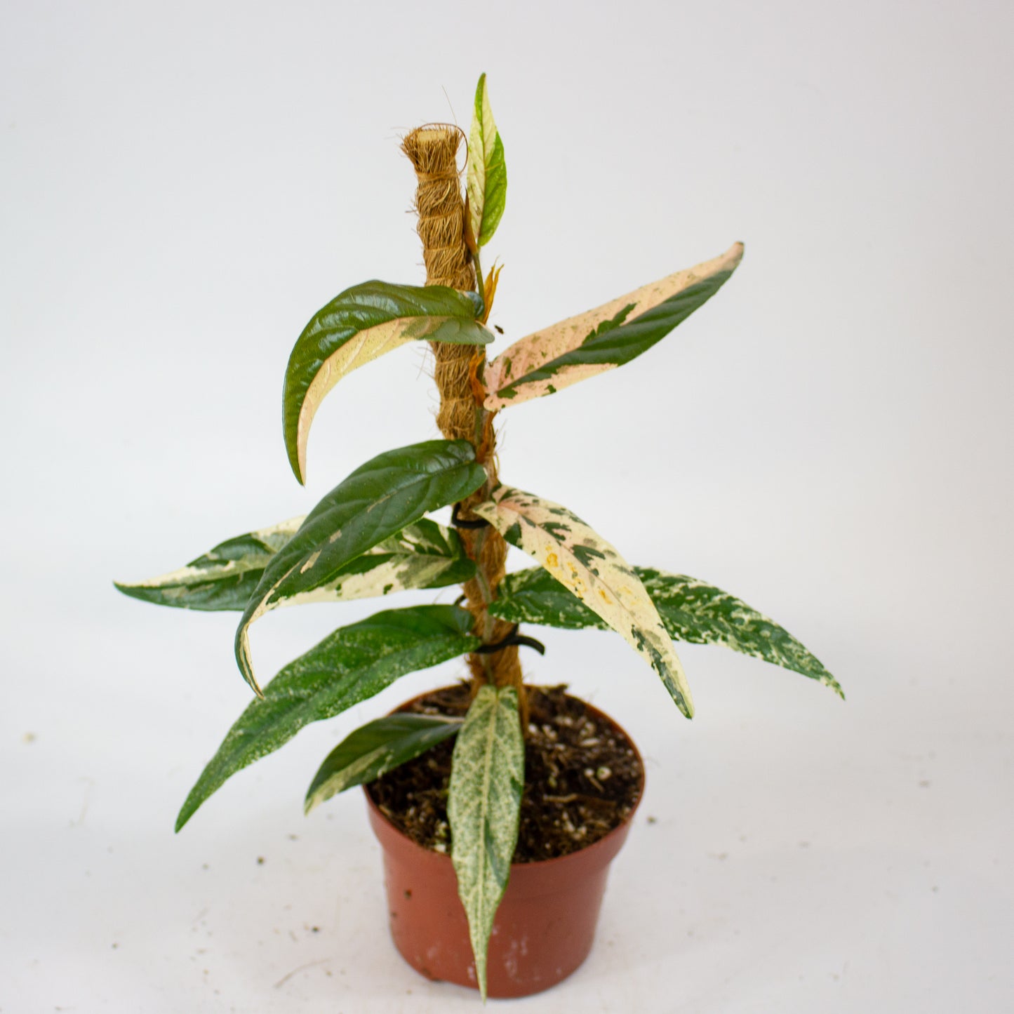 Ficus Sagittata Variegata Pink 9cm H20cm
