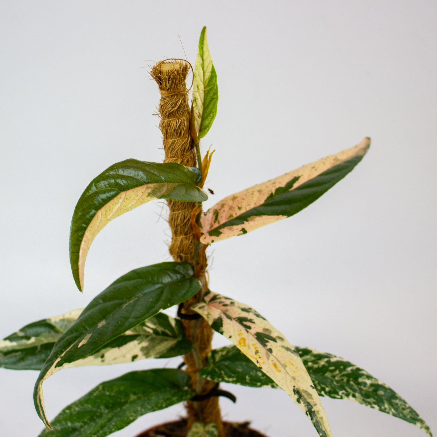 Ficus Sagittata Variegata Pink 9cm H20cm