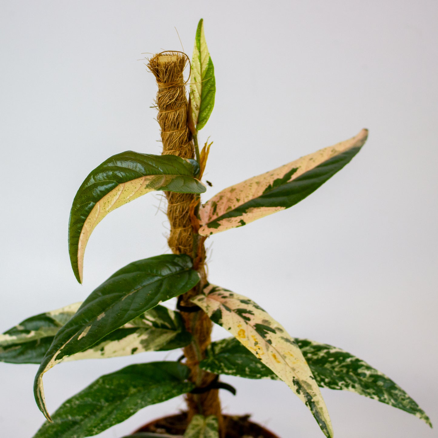 Ficus Sagittata Variegata Pink 9cm H20cm