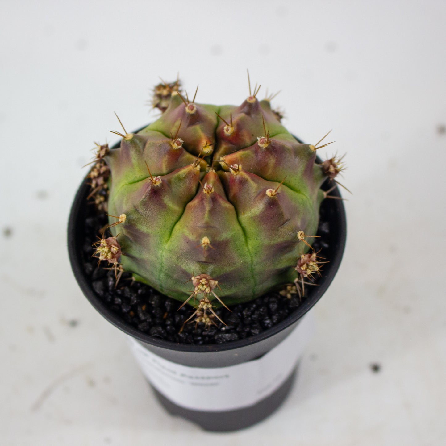 Gymnocalaycium 'Wheel' 7.5cm H13cm