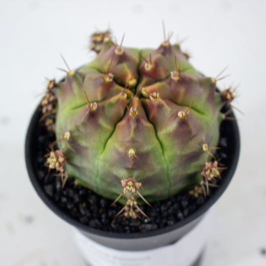 Gymnocalaycium 'Wheel 1