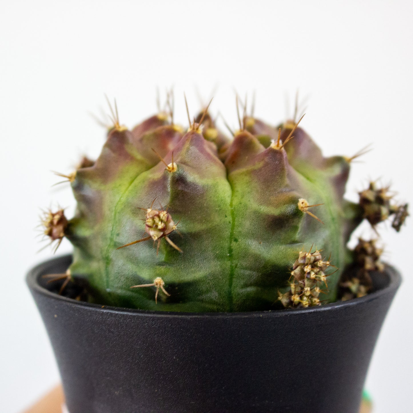 Gymnocalaycium 'Wheel' 7.5cm H13cm