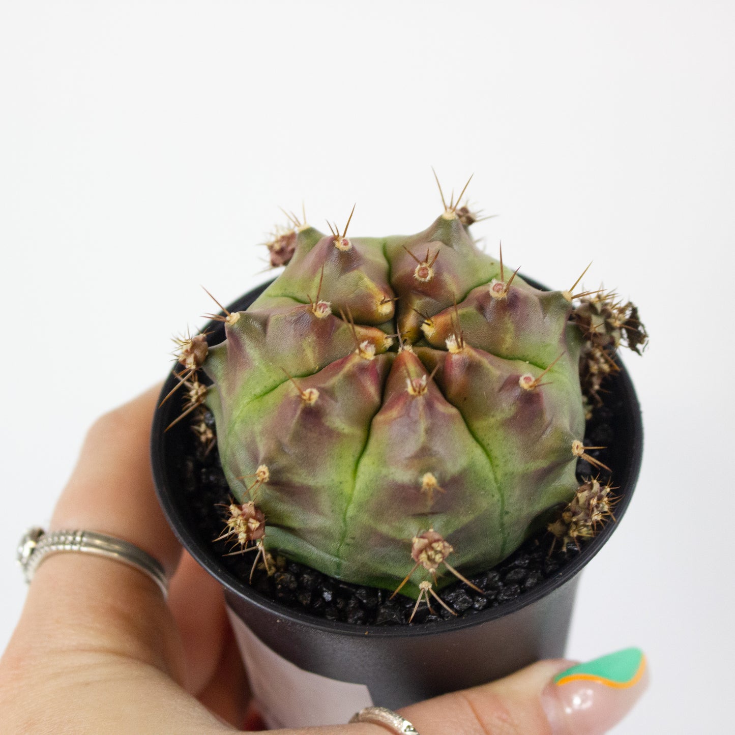 Gymnocalaycium 'Wheel' 7.5cm H13cm