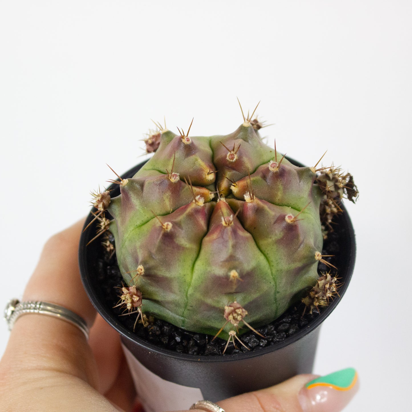 Gymnocalaycium 'Wheel' 7.5cm H13cm