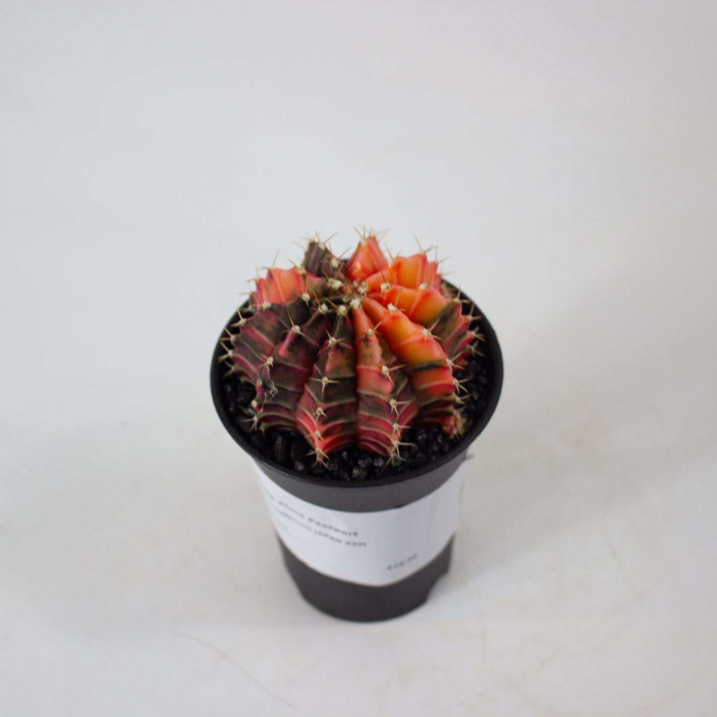 Gymnocalaycium JAPAN GEM 7.5cm H13cm