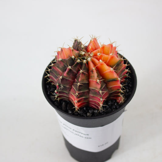 Gymnocalaycium JAPAN GEM 3