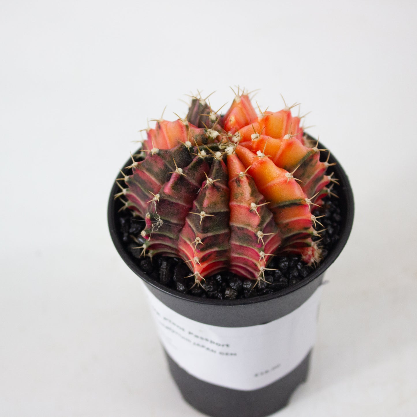 Gymnocalaycium JAPAN GEM 7.5cm H13cm