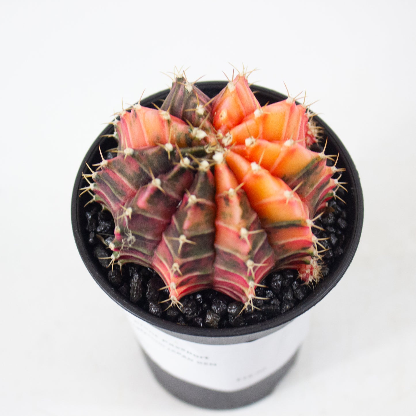 Gymnocalaycium JAPAN GEM 7.5cm H13cm