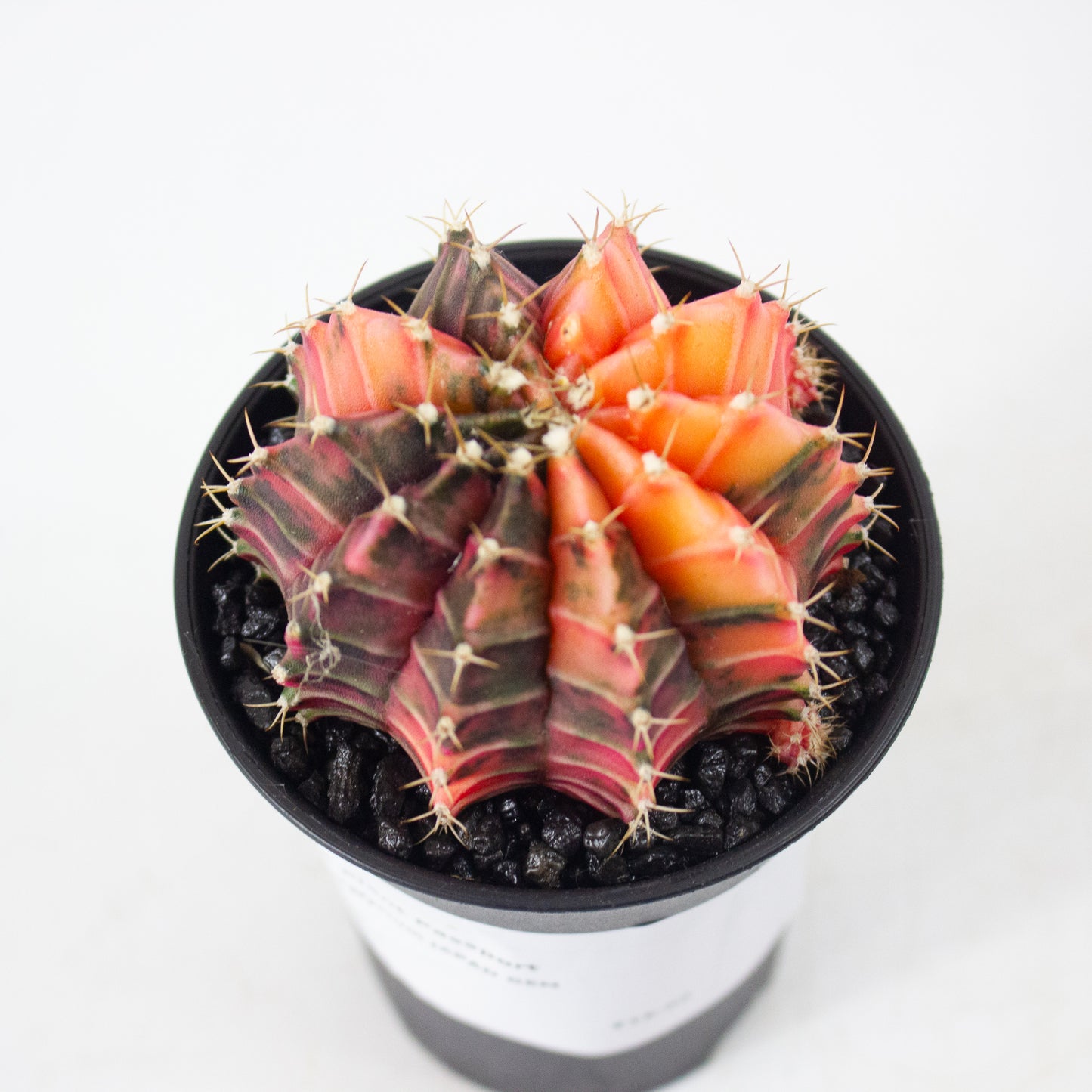 Gymnocalaycium JAPAN GEM 7.5cm H13cm