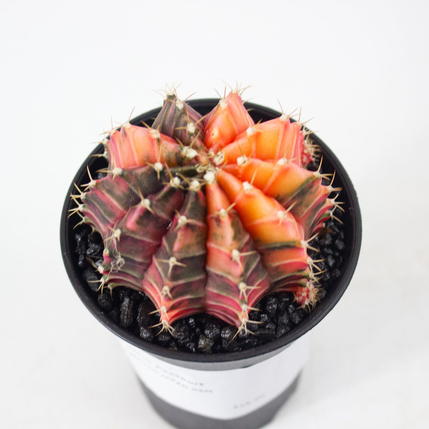 Gymnocalaycium JAPAN GEM 7.5cm H13cm