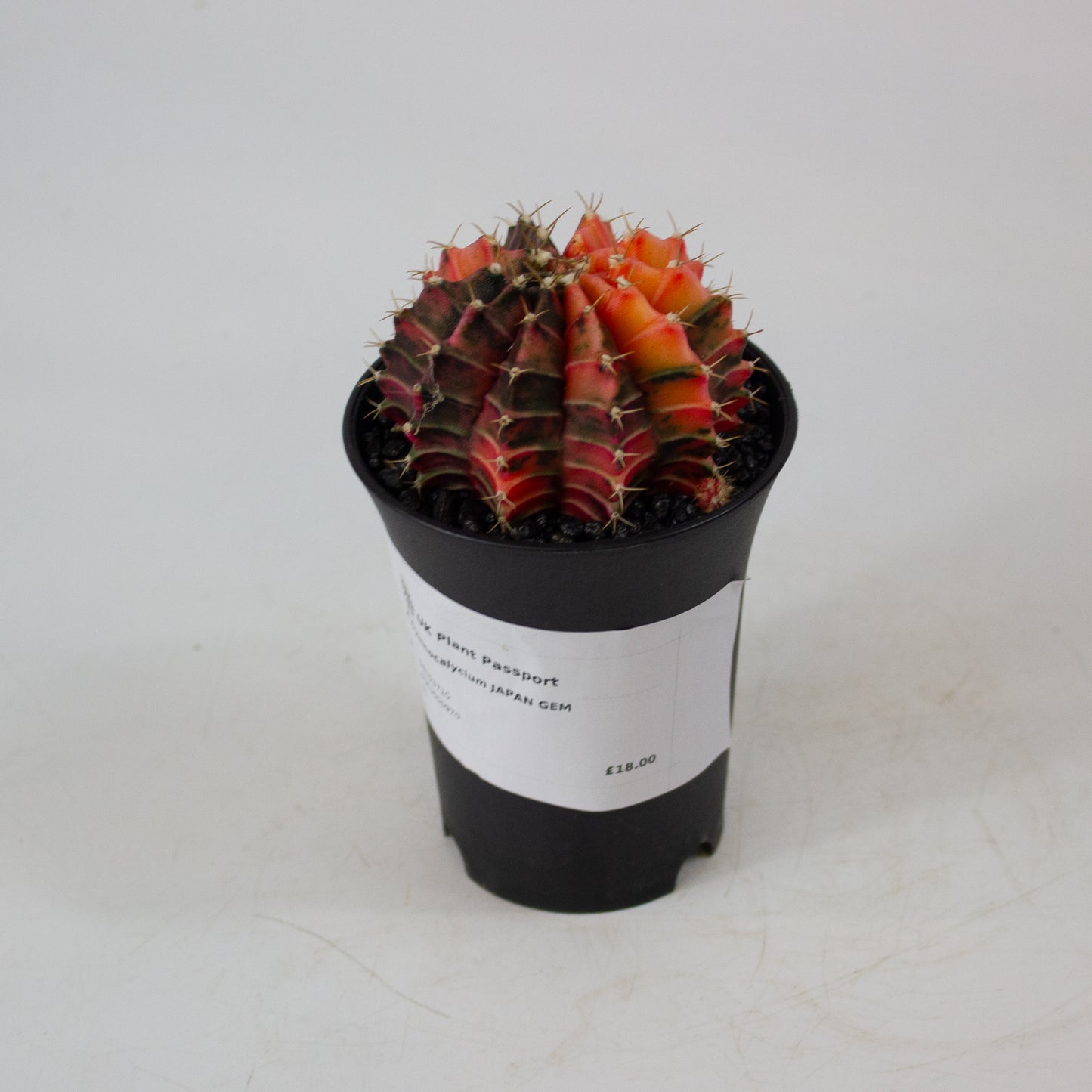 Gymnocalaycium JAPAN GEM 7.5cm H13cm