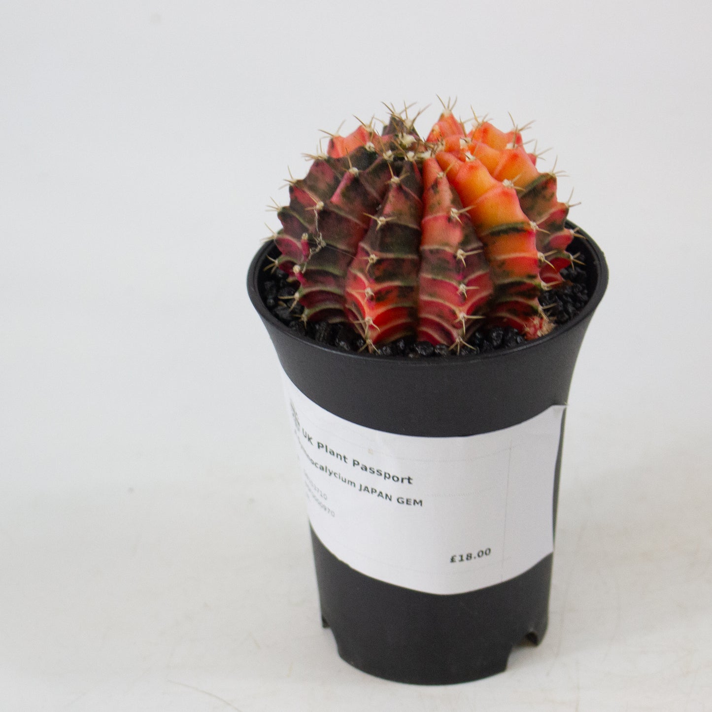Gymnocalaycium JAPAN GEM 7.5cm H13cm