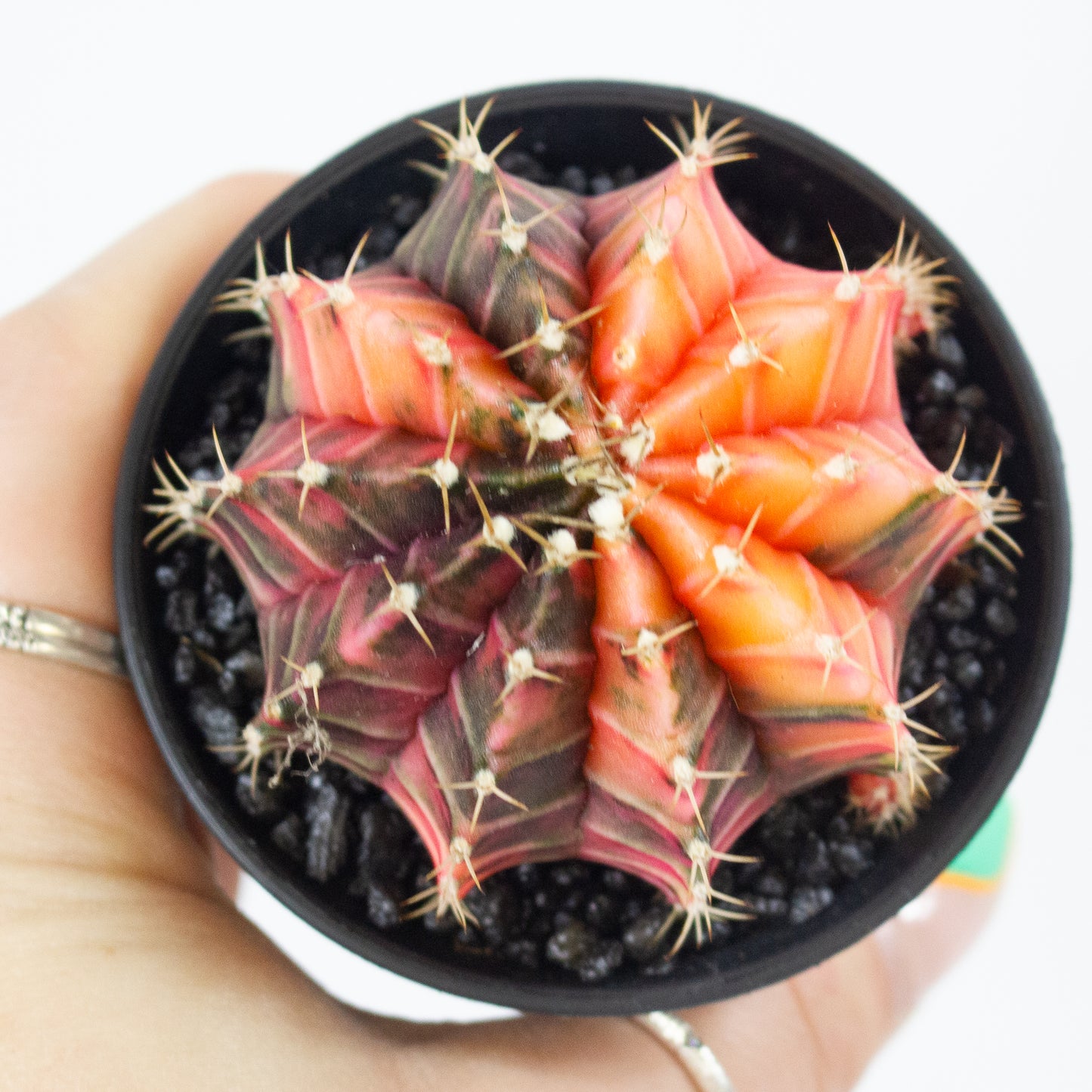 Gymnocalaycium JAPAN GEM 7.5cm H13cm