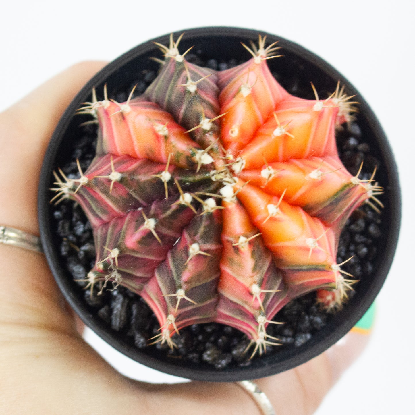 Gymnocalaycium JAPAN GEM 7.5cm H13cm