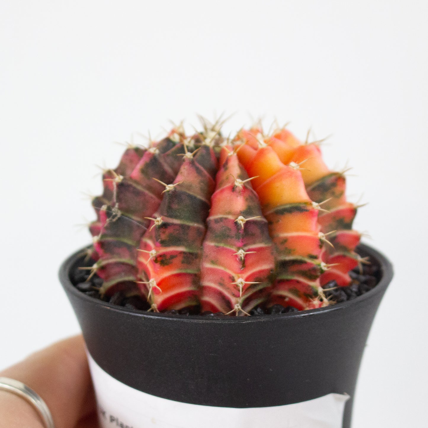 Gymnocalaycium JAPAN GEM 7.5cm H13cm