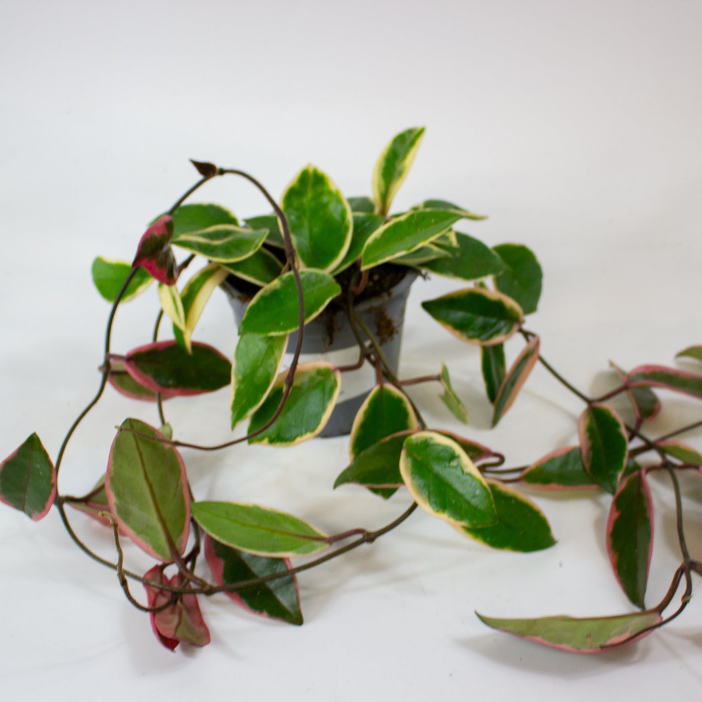 Hoya carnosa Floraganza Flamingo Dream 11cm H36cm