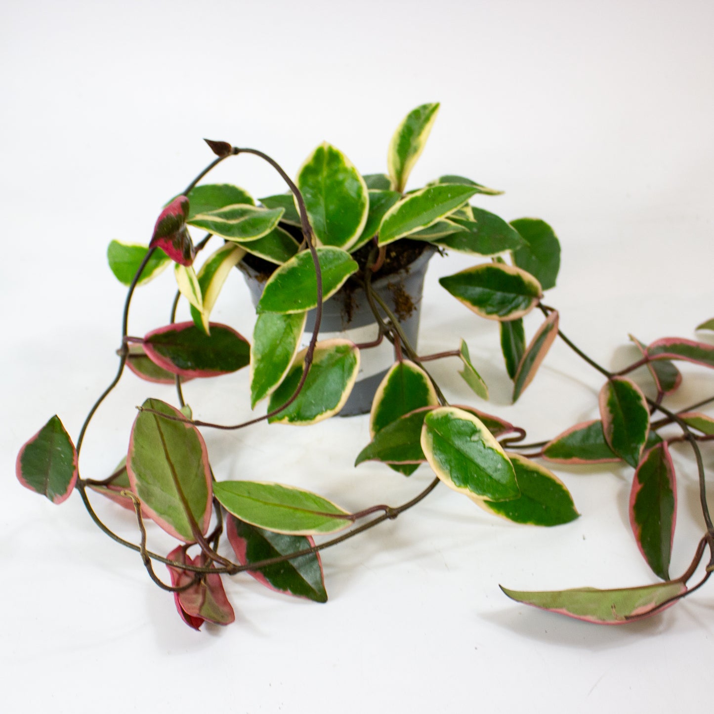 Hoya carnosa Floraganza Flamingo Dream 11cm H36cm