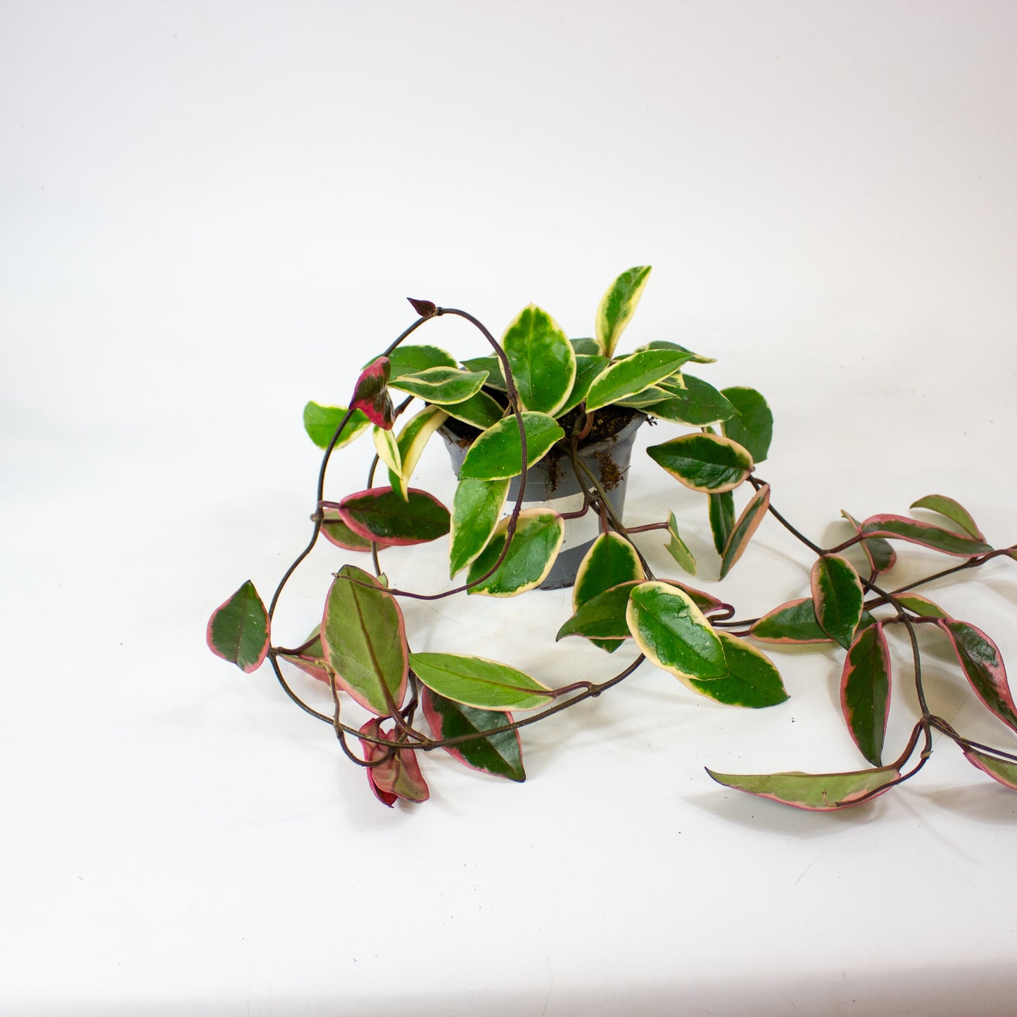 Hoya carnosa Floraganza Flamingo Dream 11cm H36cm