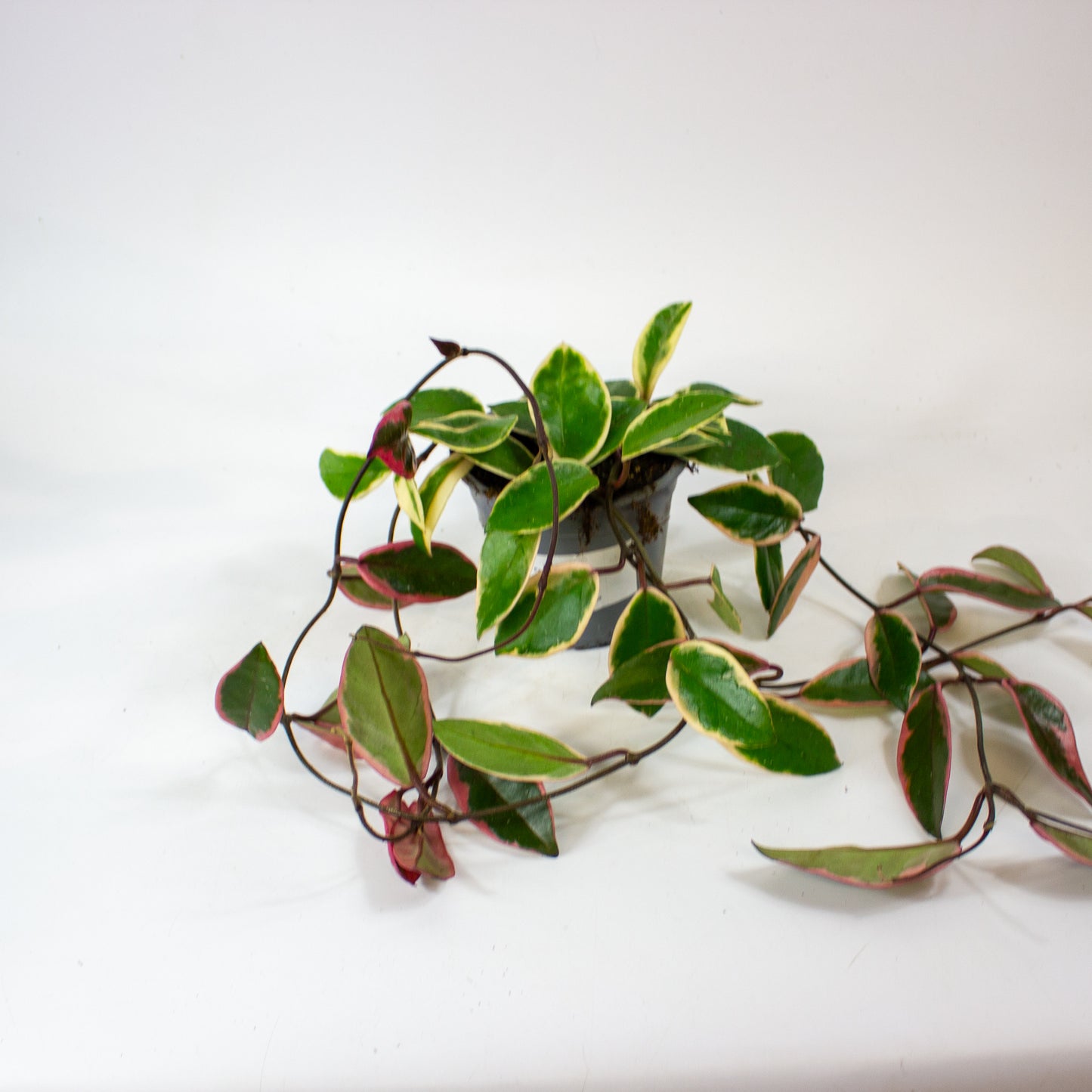 Hoya carnosa Floraganza Flamingo Dream 11cm H36cm