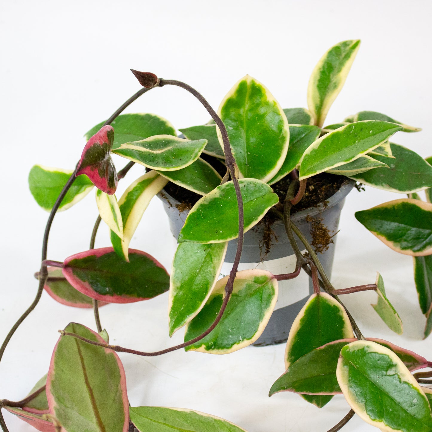Hoya carnosa Floraganza Flamingo Dream 11cm H36cm