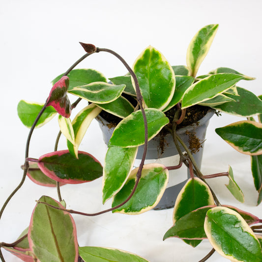 Hoya carnosa Floraganza Flamingo Dream 11cm H36cm