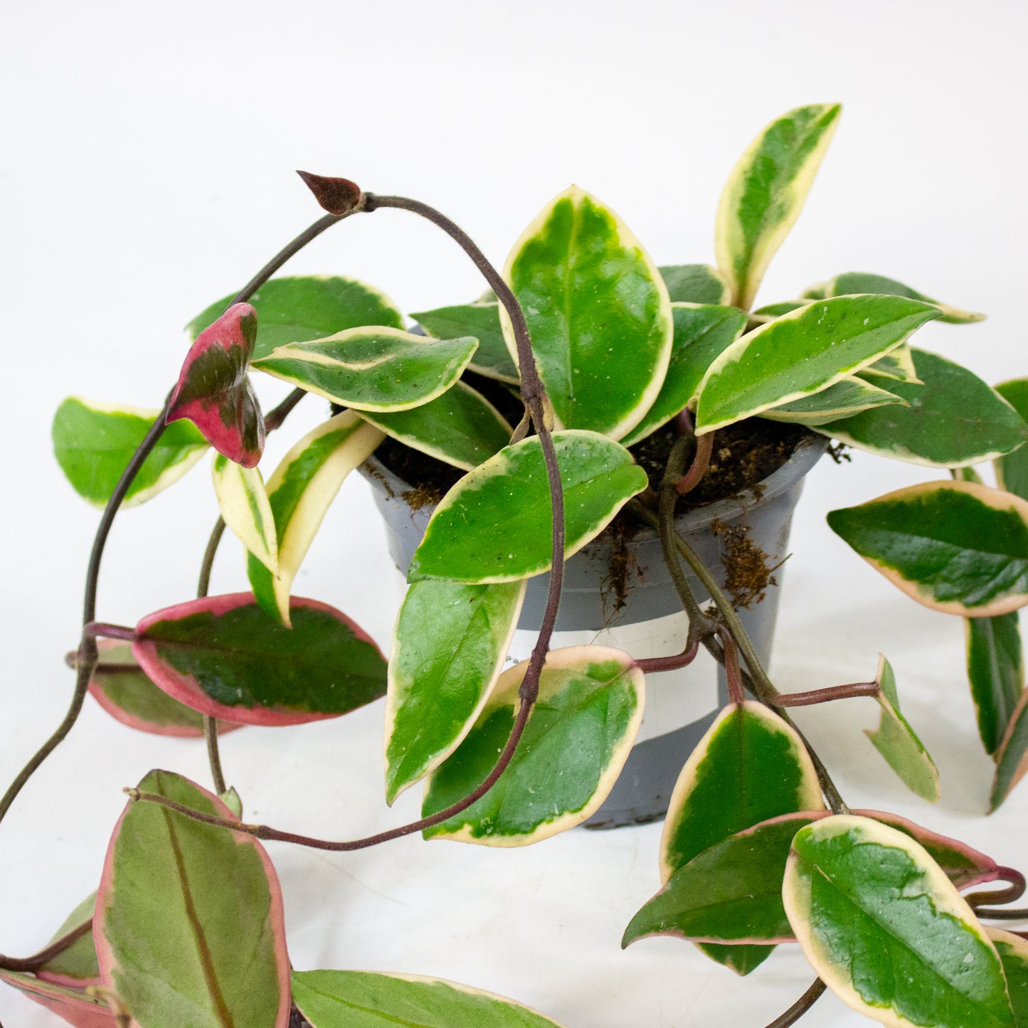 Hoya carnosa Floraganza Flamingo Dream 11cm H36cm
