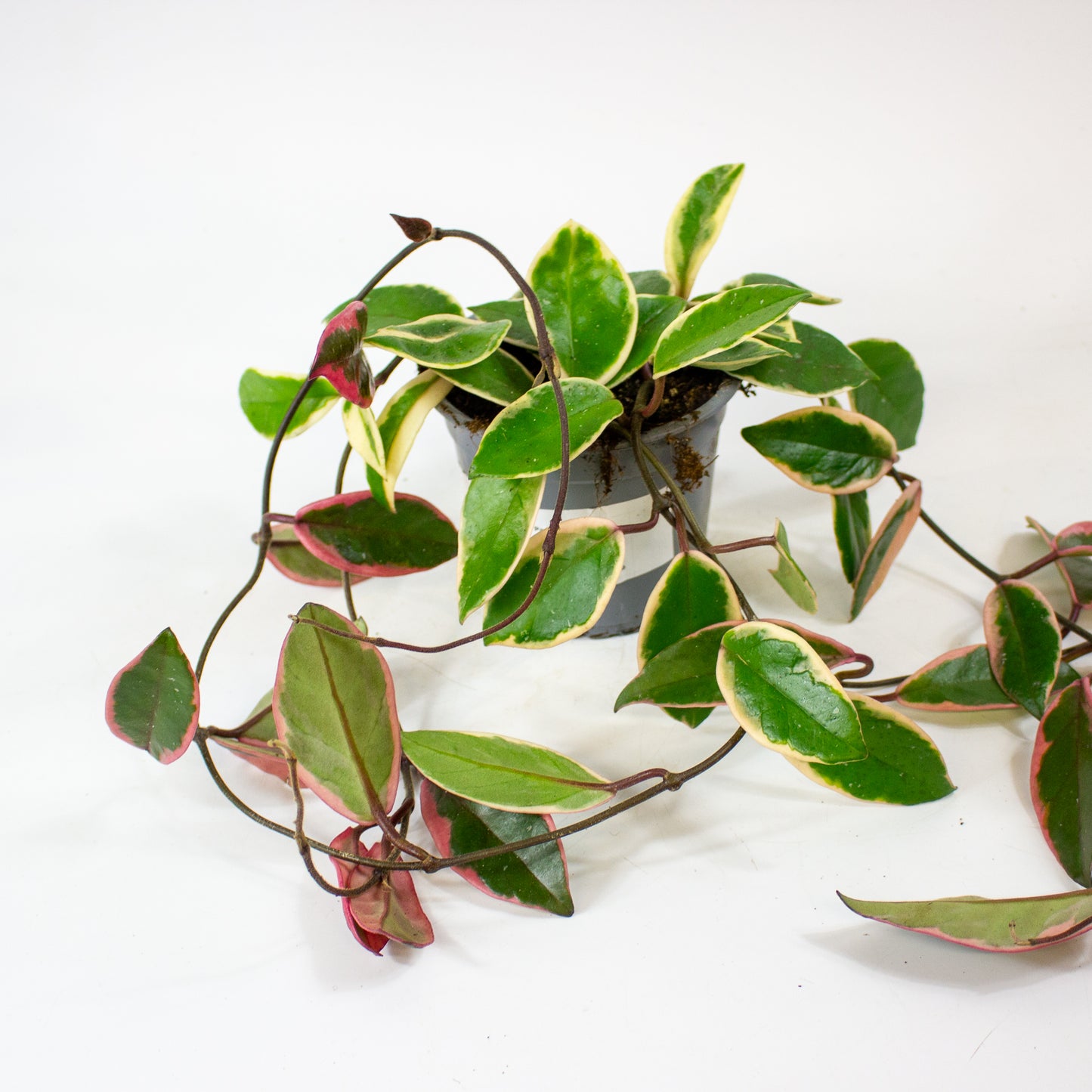 Hoya carnosa Floraganza Flamingo Dream 11cm H36cm