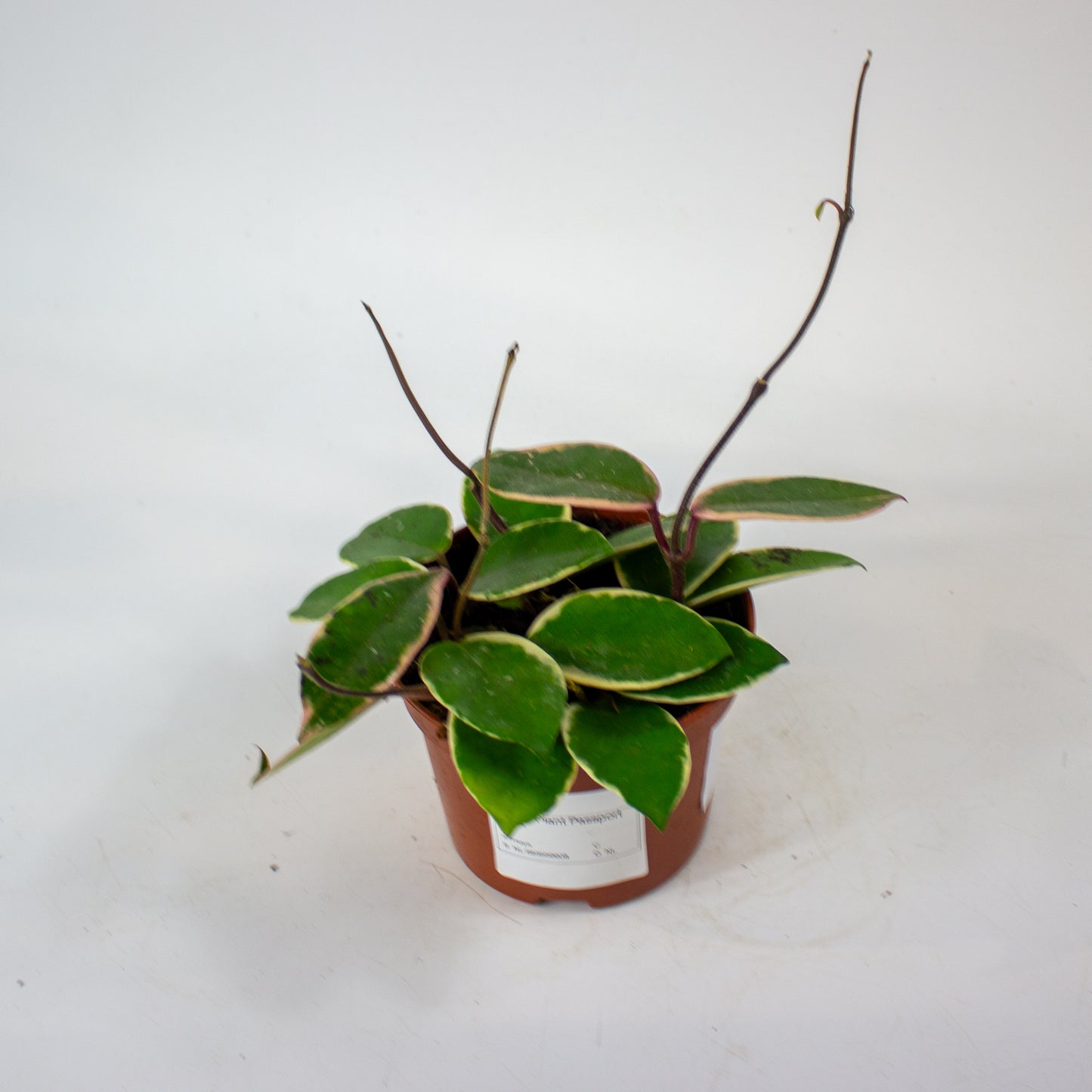 Hoya carnosa Floraganza Flamingo Dream 12cm H14cm