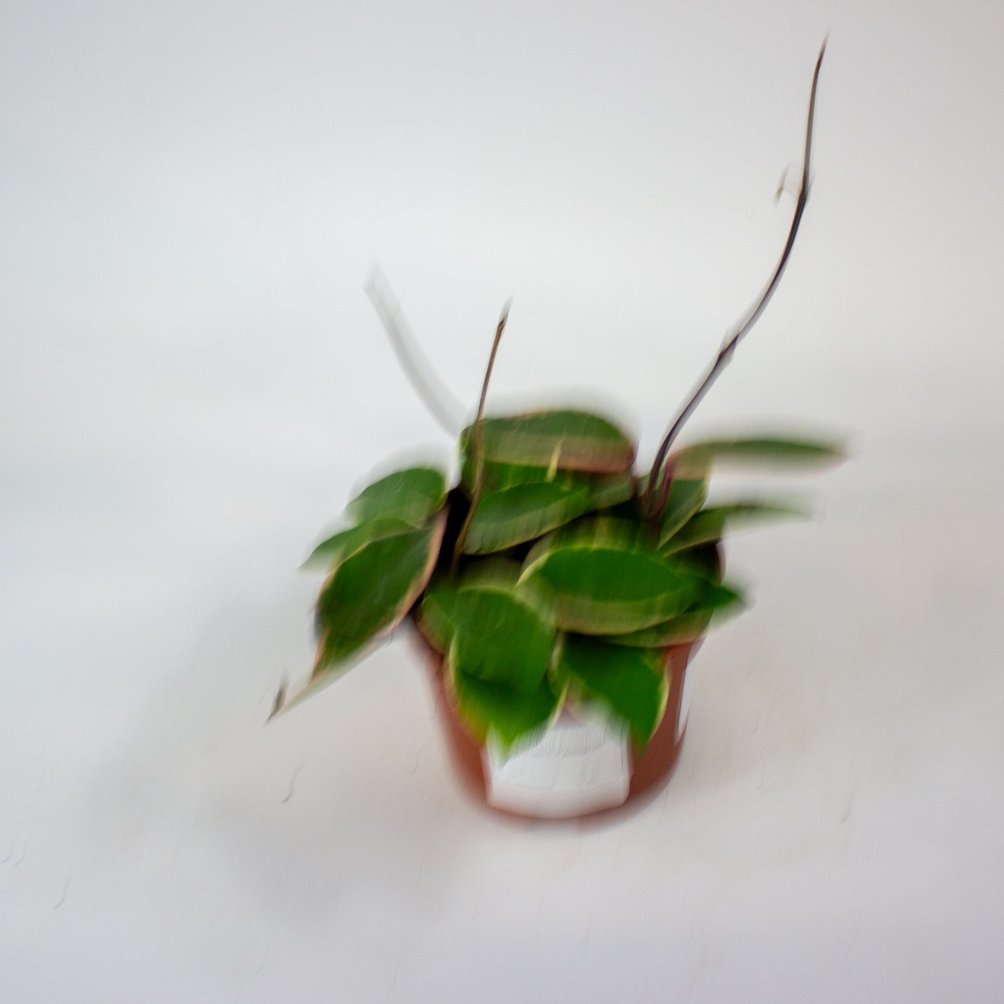 Hoya carnosa Floraganza Flamingo Dream 12cm H14cm