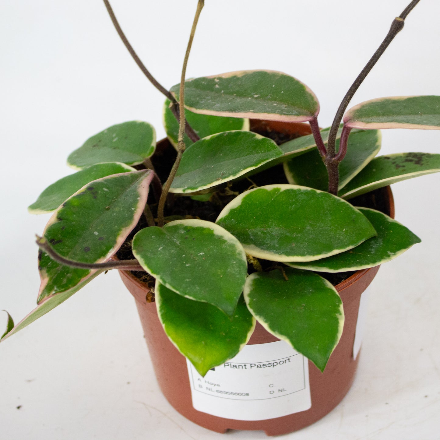 Hoya carnosa Floraganza Flamingo Dream 12cm H14cm